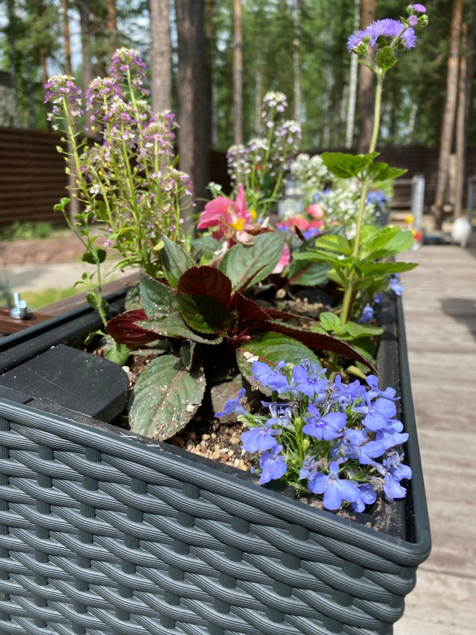 Уютная терраса и гостинная с растениями