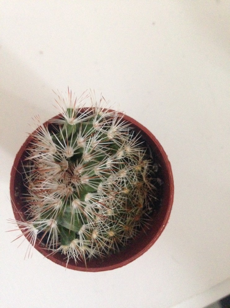 MY CACTI AND SUCCULENTS ARE SHRINKING | Houzz Forum