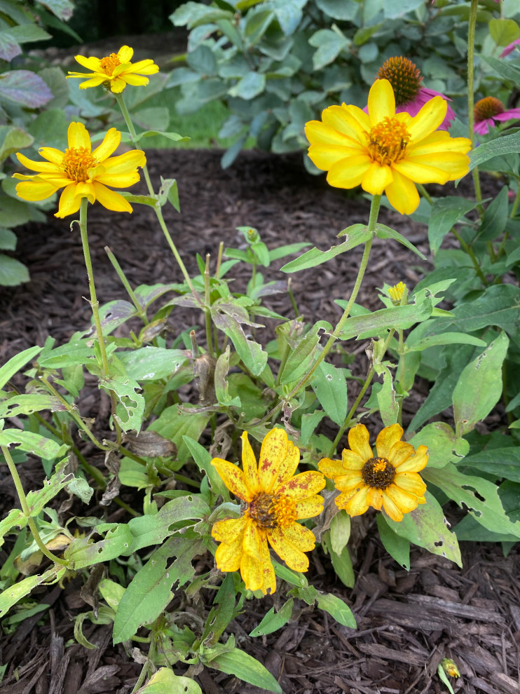 Why do my zinnias look so bad?