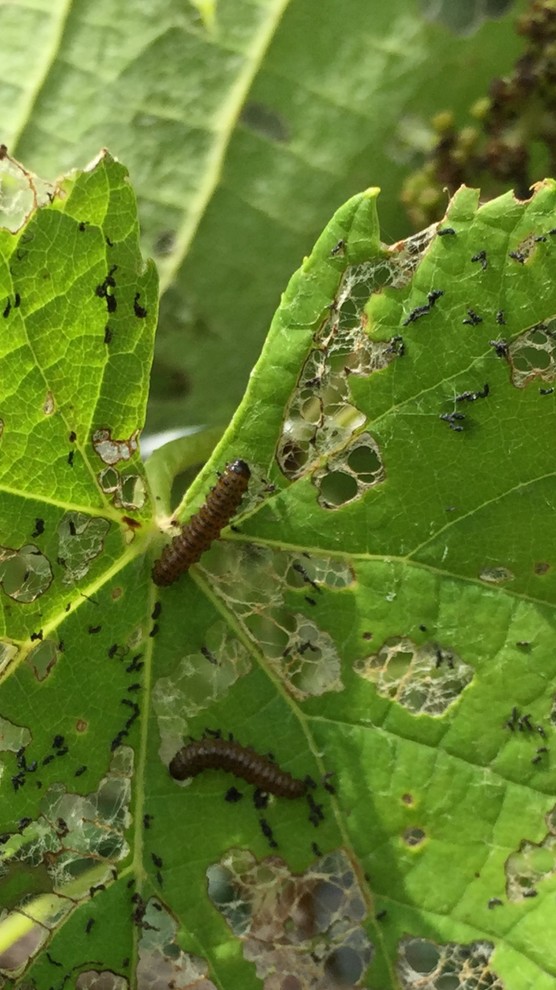 Worms chewing grape leaves ADVICE