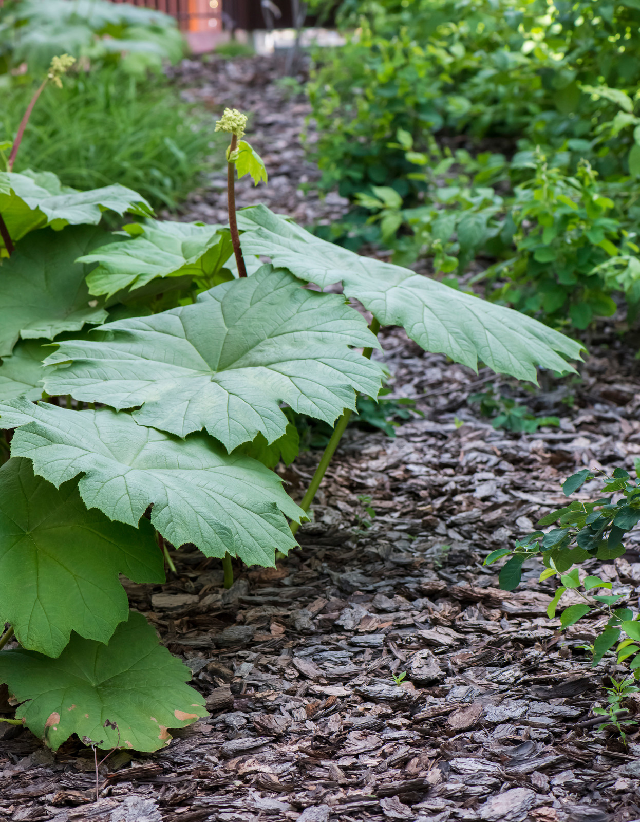 Большой сад в пригороде
