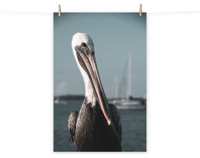 Bob The Pelican 3r Colorized Coastal Bird Wildlife Photo Unframed Wall Art Print 24 X 36 