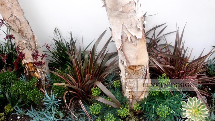 Contemporary garden in Los Angeles.