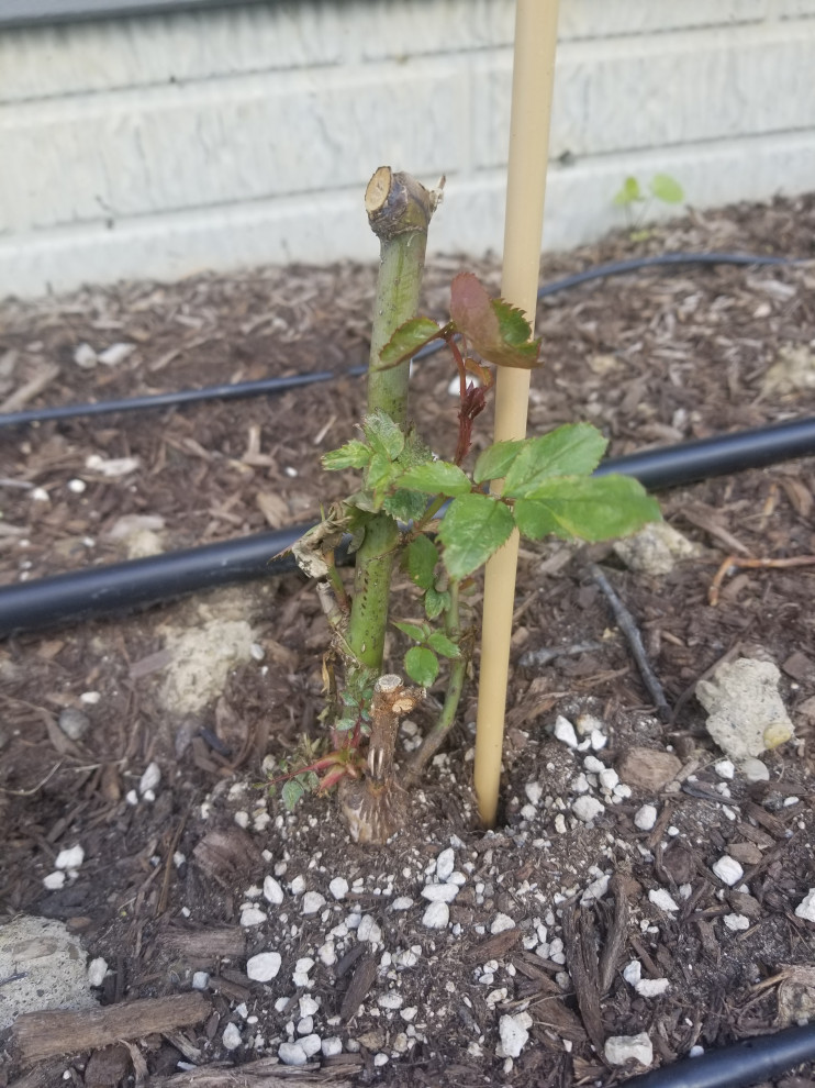 Rose healthoverwatered?