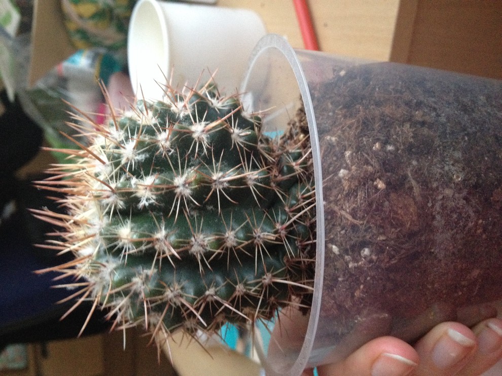 What is wrong with my cactus? Shrinking?
