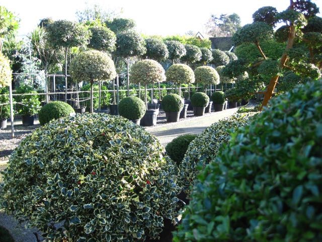 Nuthurst Nursery Photos mediterranean-garden