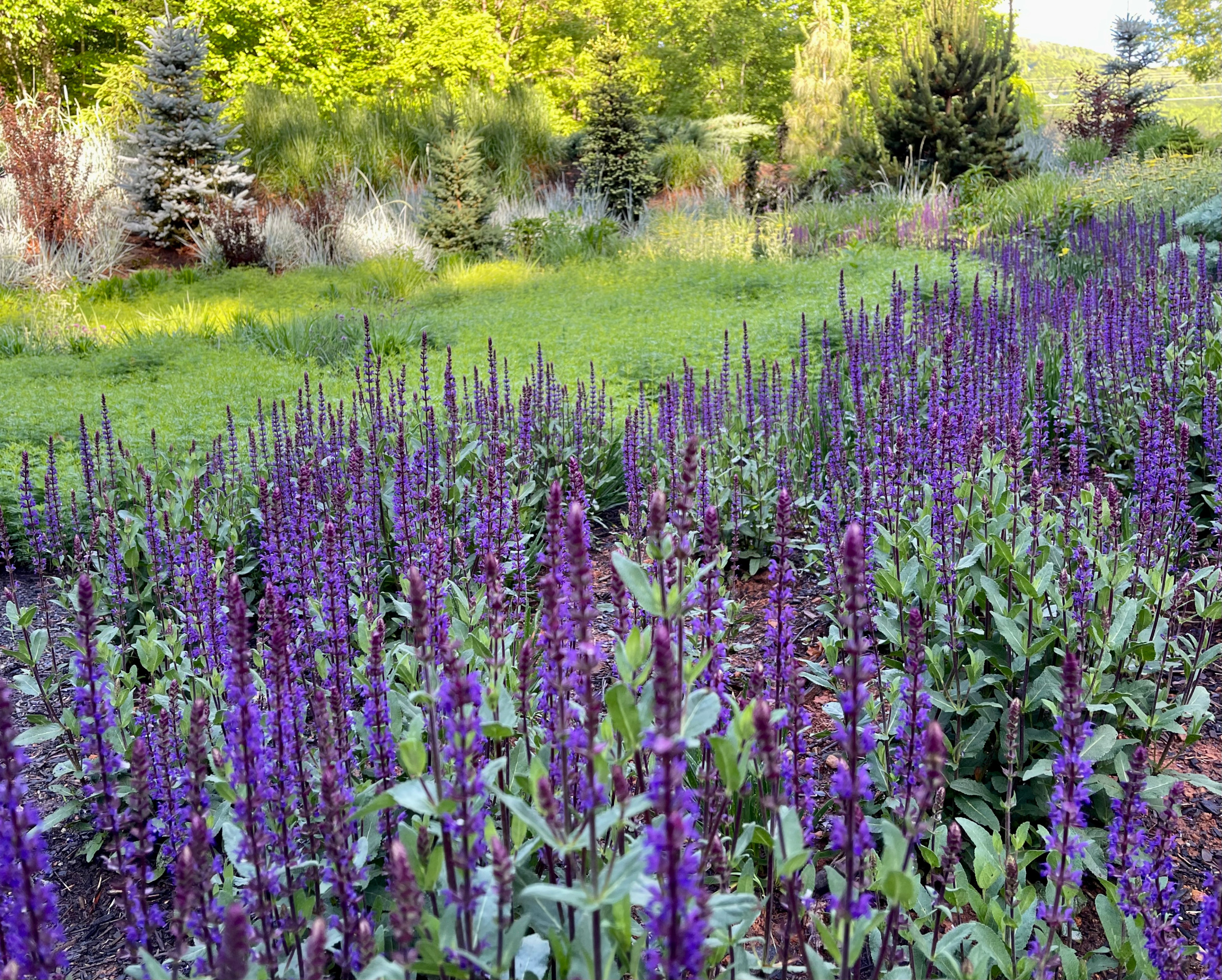 'Caradonna' salvia sweep