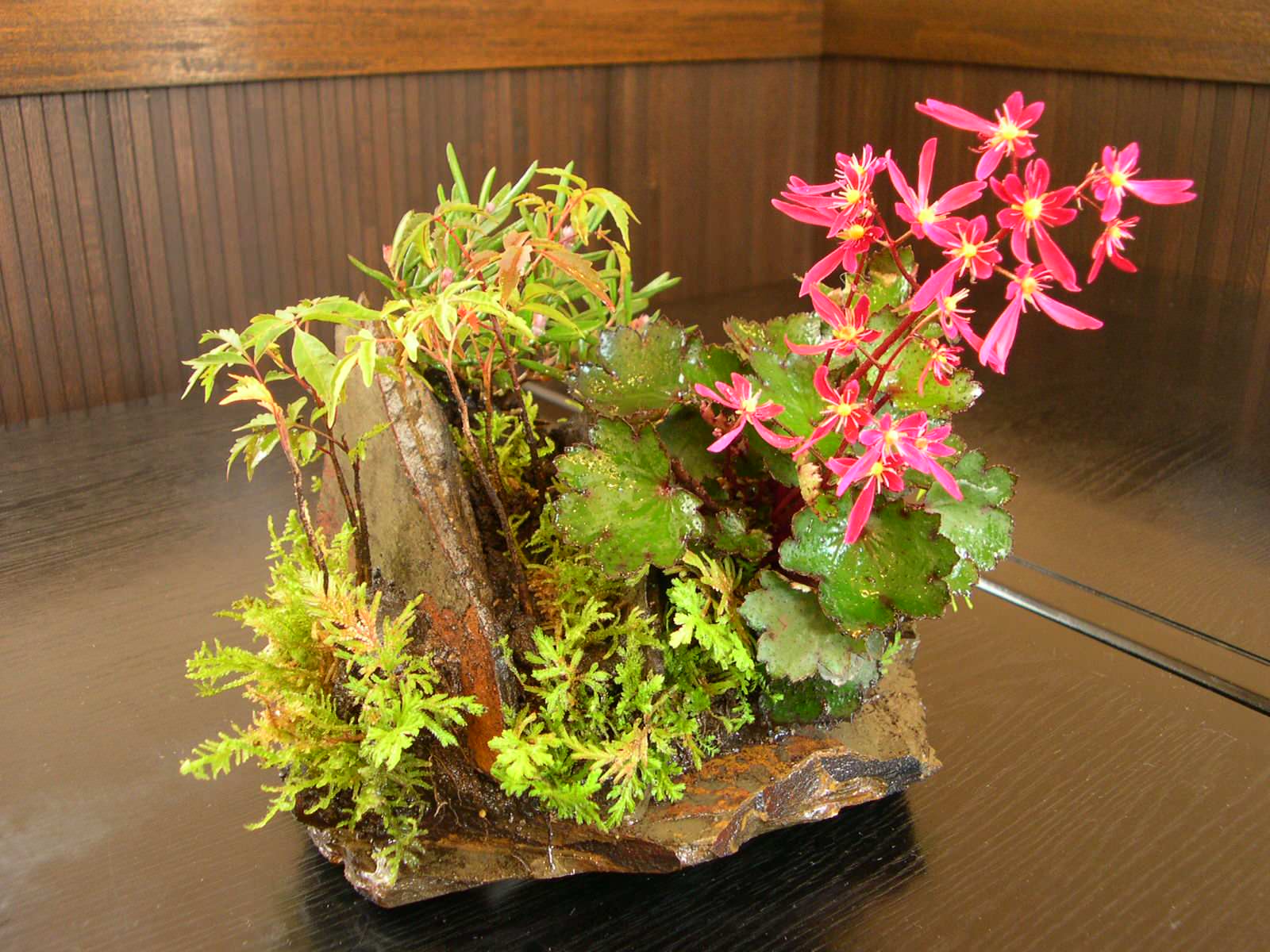 草盆栽・野草の寄せ植え