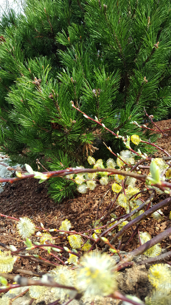 Цветники и композиции крупным планом