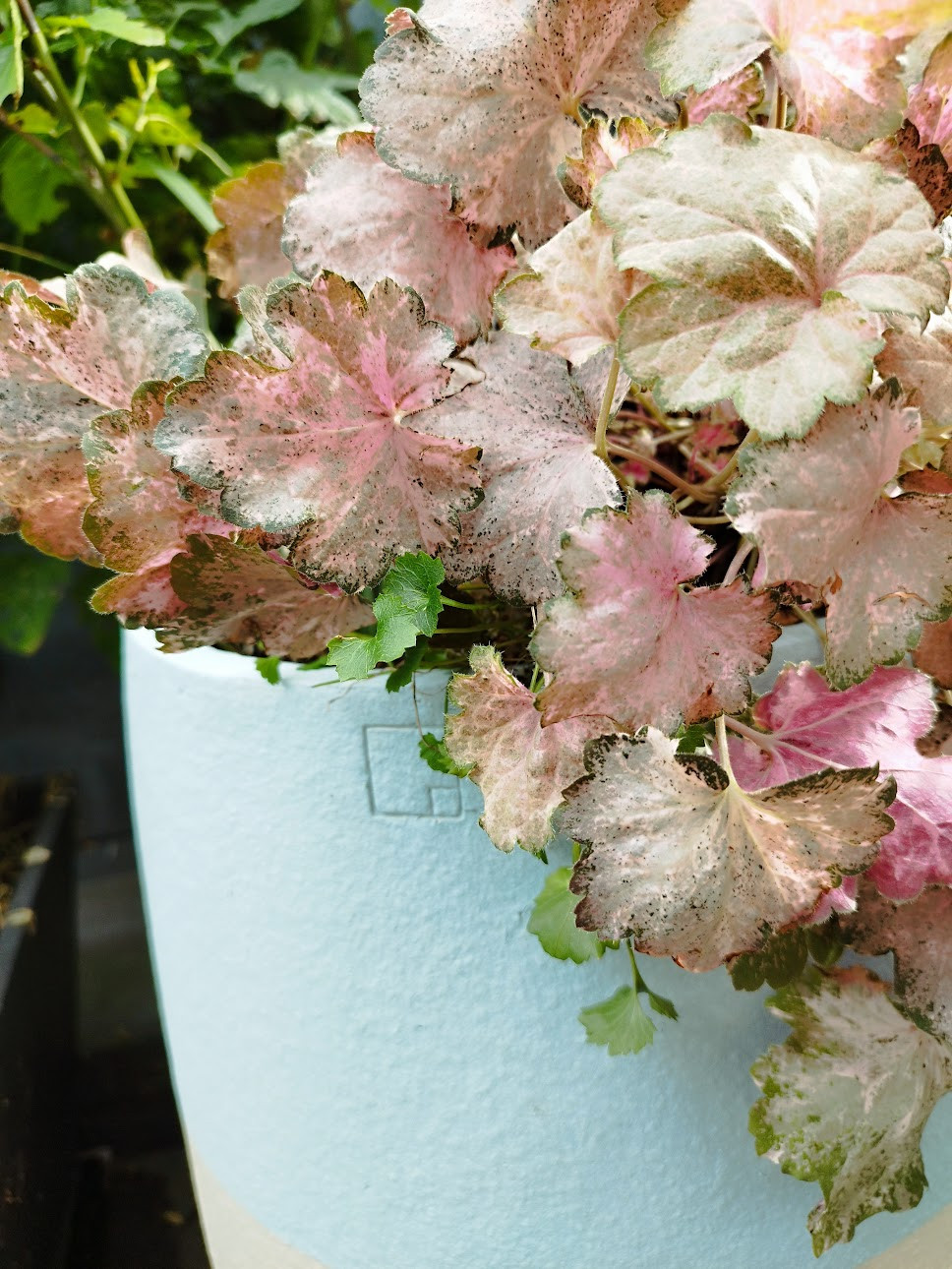 Douceur et raffinement