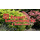 Zergott Landscaping Inc. & Garden Center