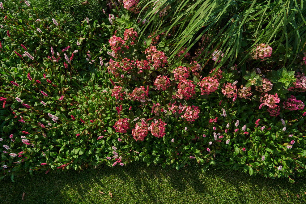 Сад в розовой дымке