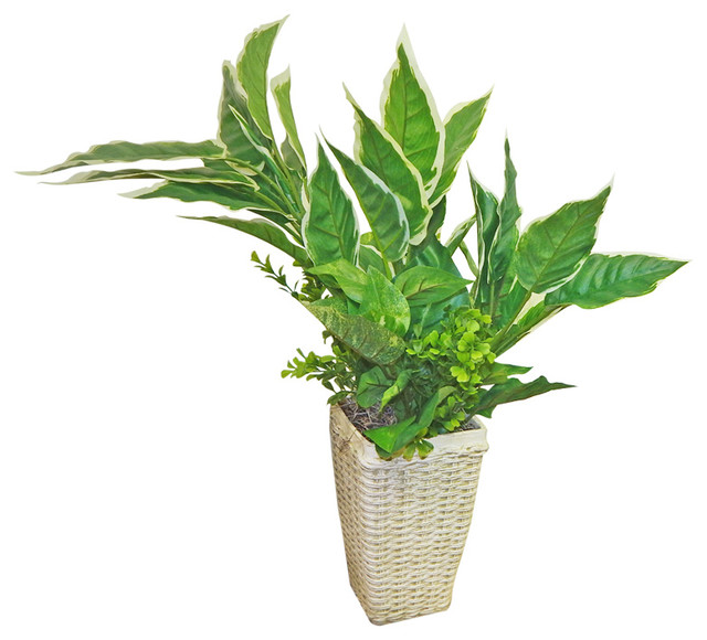 Mixed Hasta And Greenery Floor Plant In Basket Planter Tropical