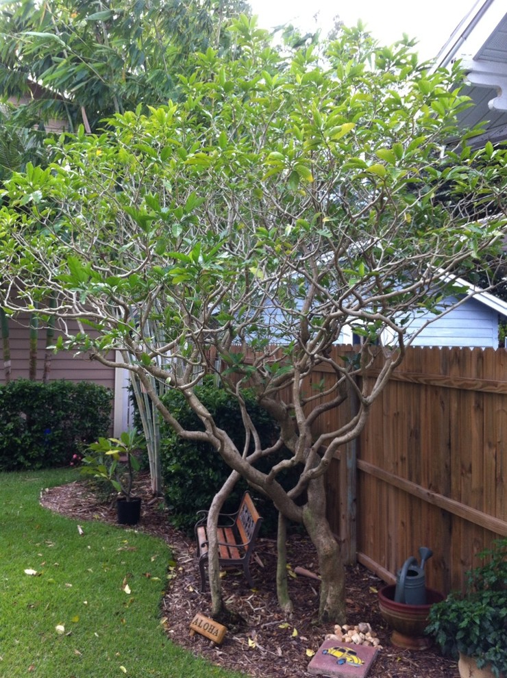 Advice on this big gardenia