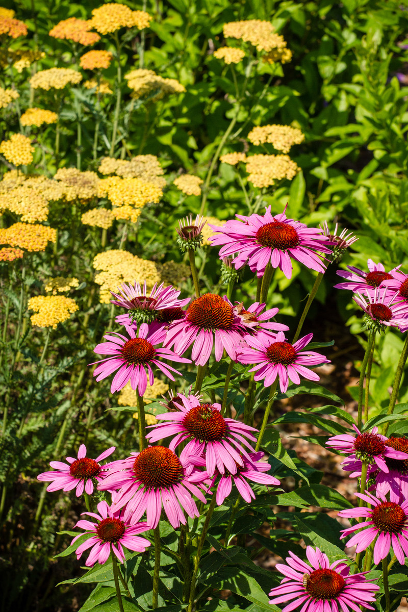 Landscape Design - Plant Combinations