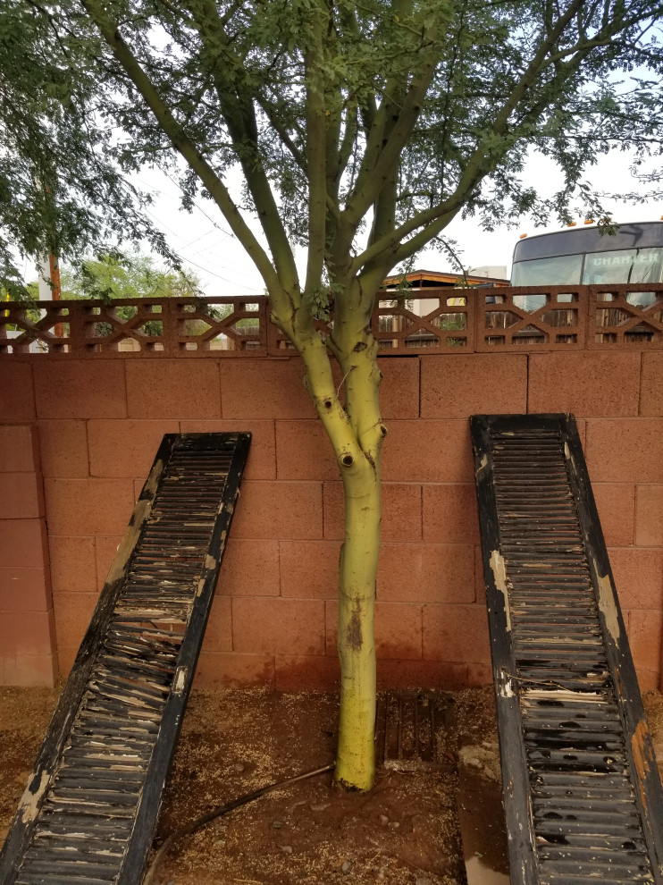 Palo Verde turning yellow