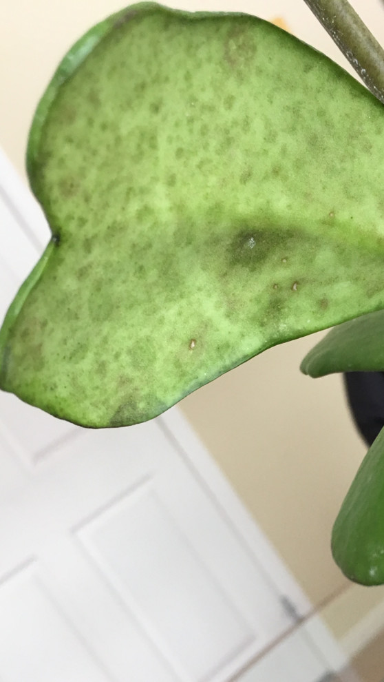 Hoya leaf help please? Brown spots, some leaf damage.