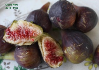 Ciccio Nero Ficus Carica fig