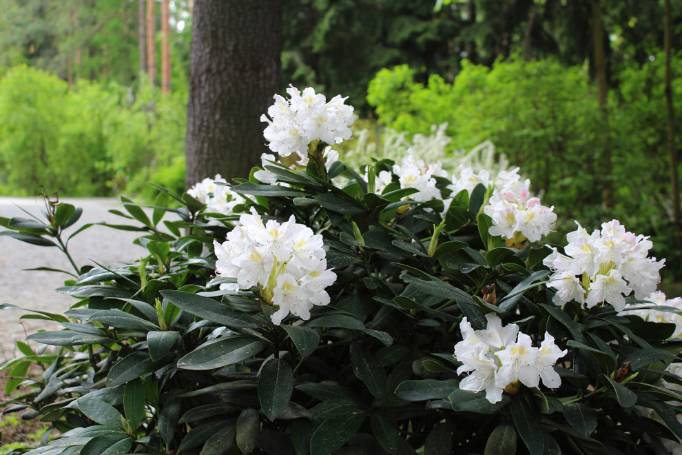 Генеральские дачи