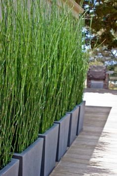 Welche Pflanze (Gräser/Bambus/?) bieten den besten Sichtschutz?