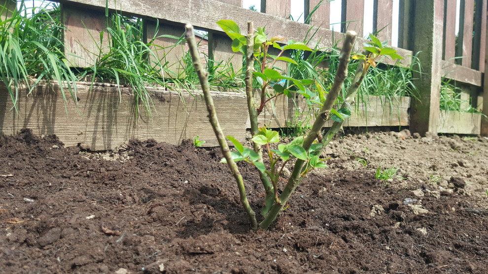 Roses not growing please help