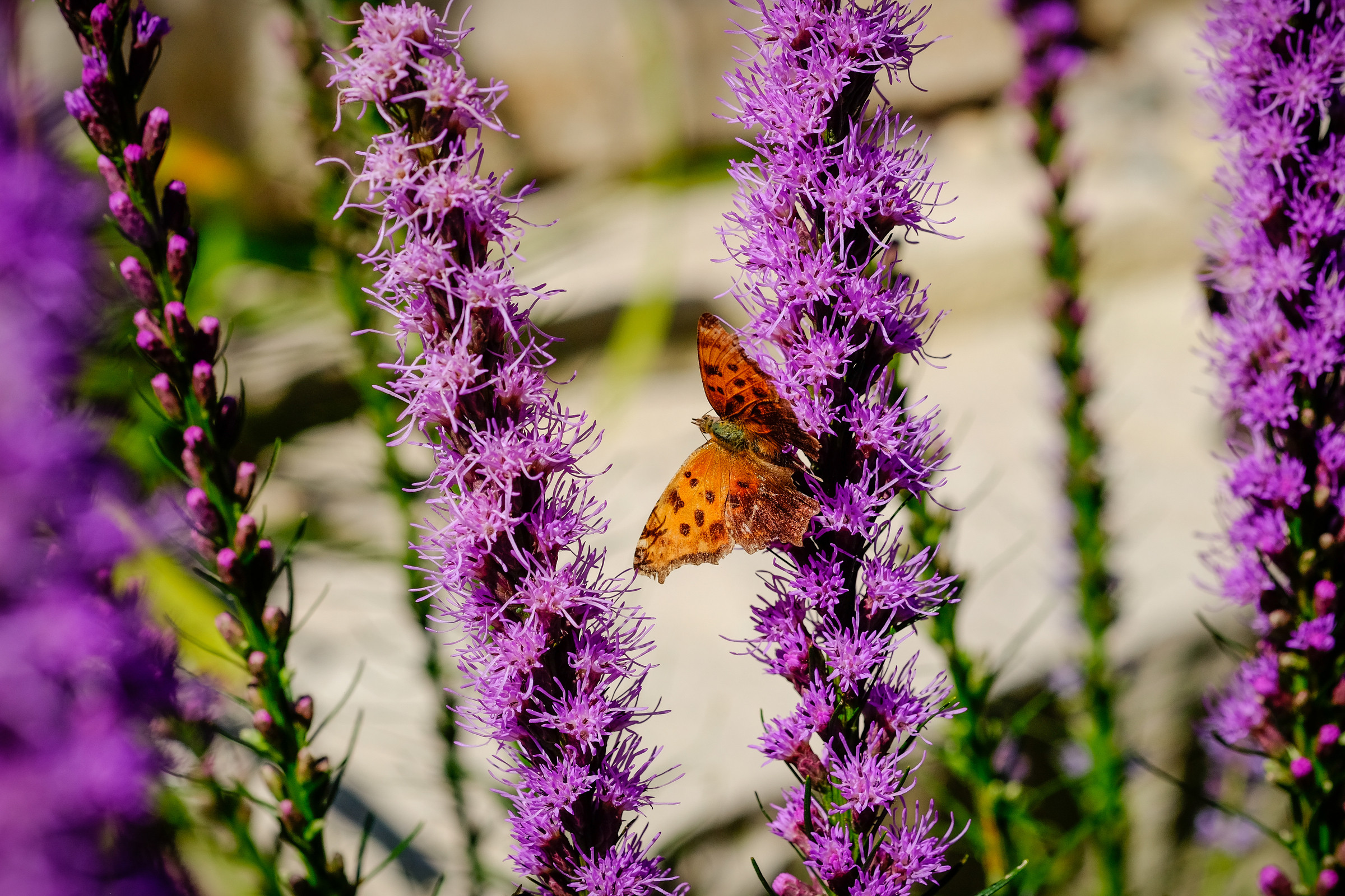 Lake Home Perennial Garden - Oconomowoc