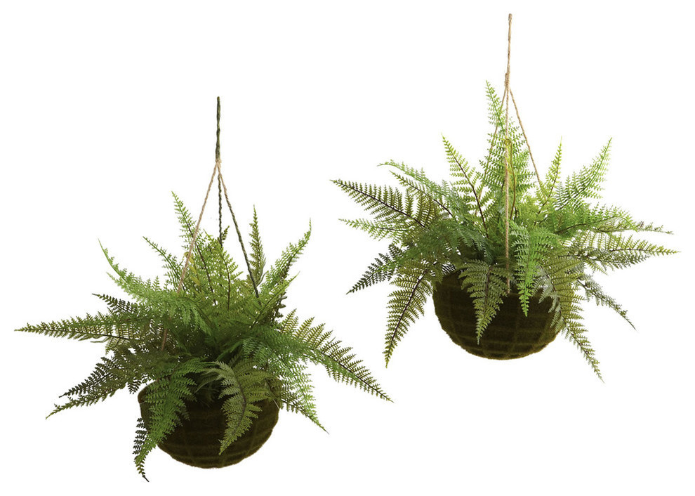 Leather Fern With Mossy Hanging Basket, Indoor and Outdoor, Set of 2