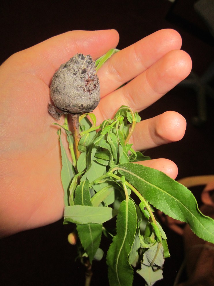 Willow Species Identification | Houzz Forum