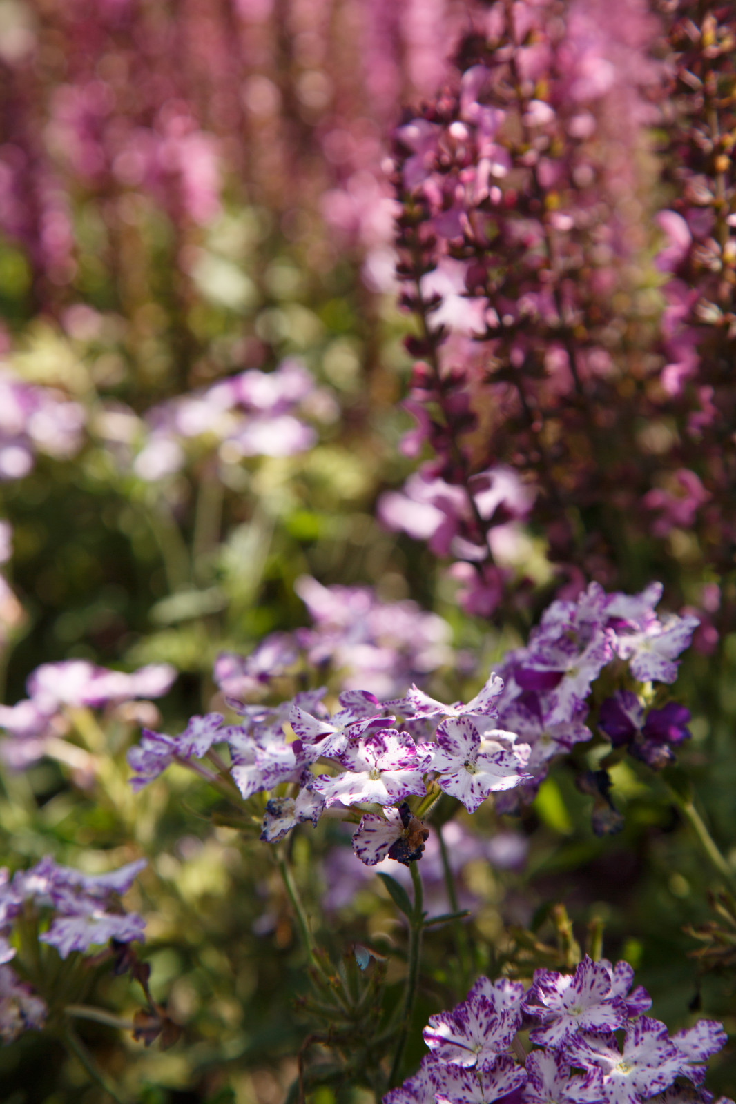 Портреты растений