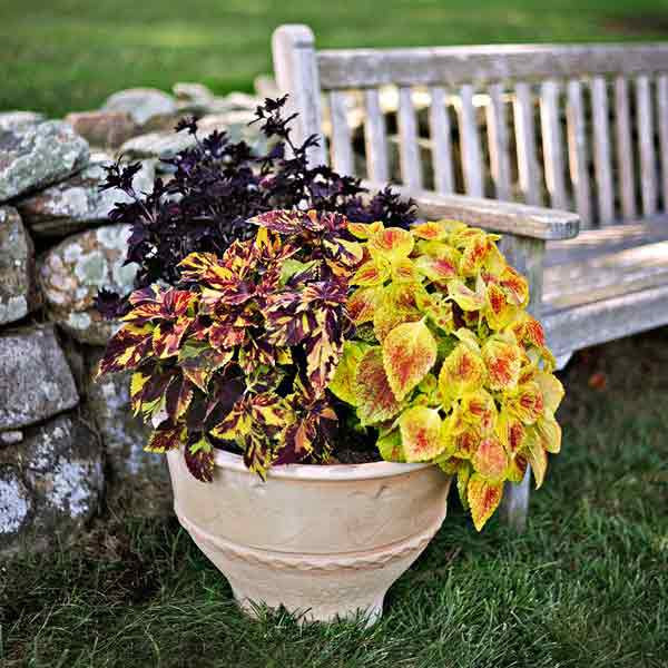 Potted Gardens