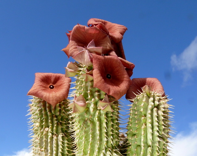 Regnant Stinkiest Plant