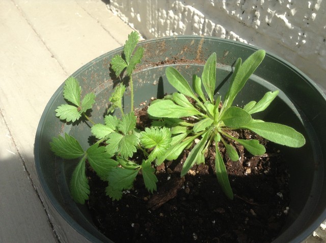 plant pathology objective questions answers
