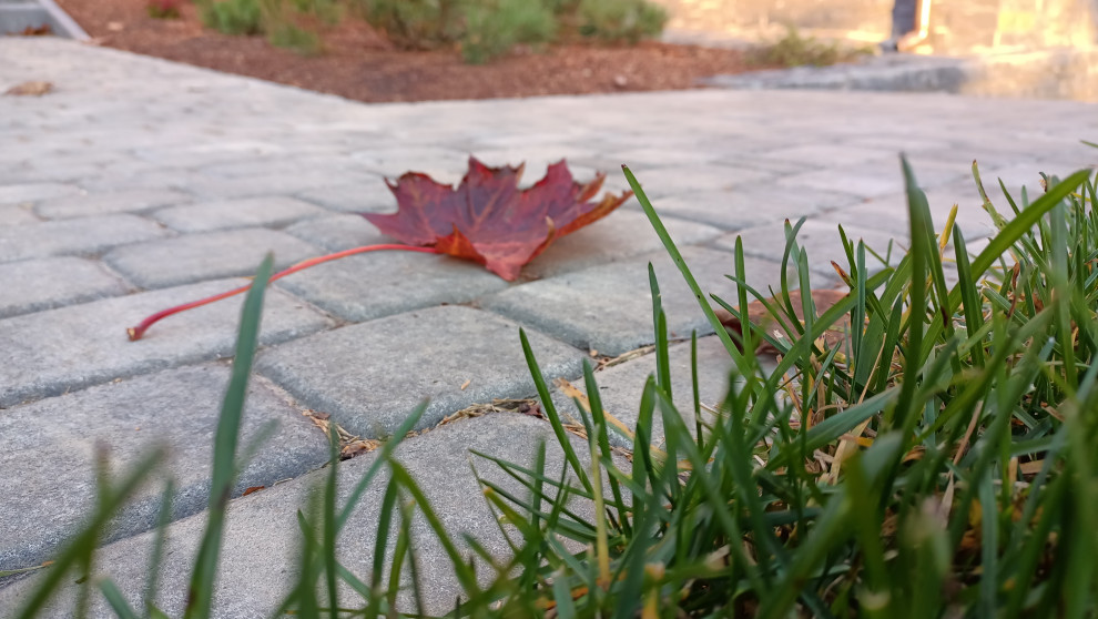 Лесная сказка в Мичуринском