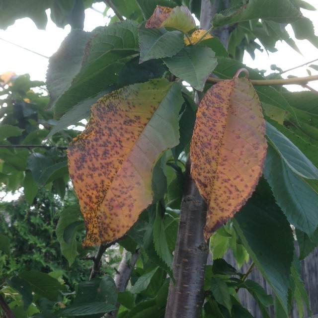 Need help to save a dying cherry tree