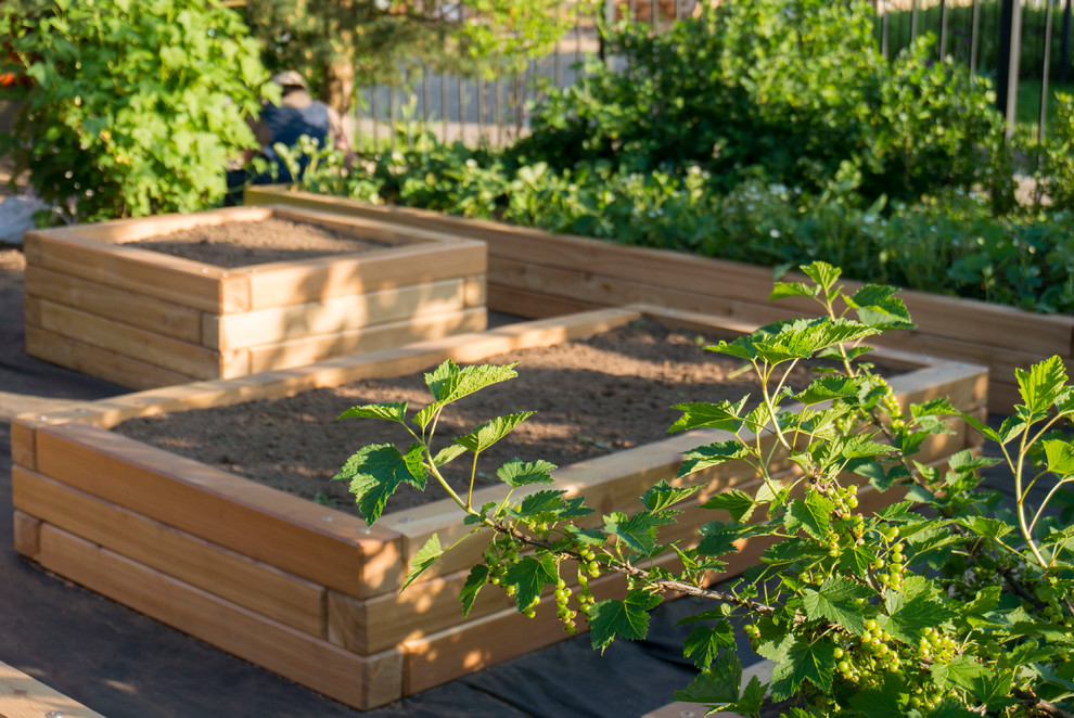 Грядки из лиственницы