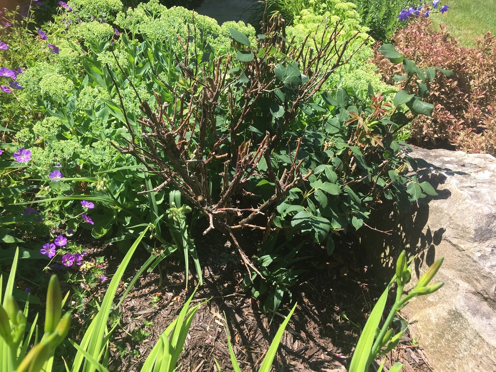 Can I trim the dead canes from my roses now?