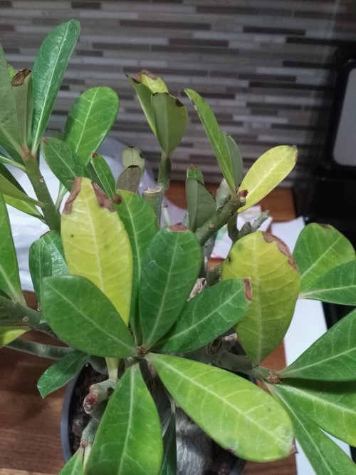 Bay Laurel Tree Leaves Turning Brown  Food Ideas