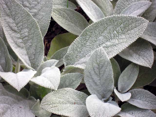 6 Stunning Silver Leaf Plants