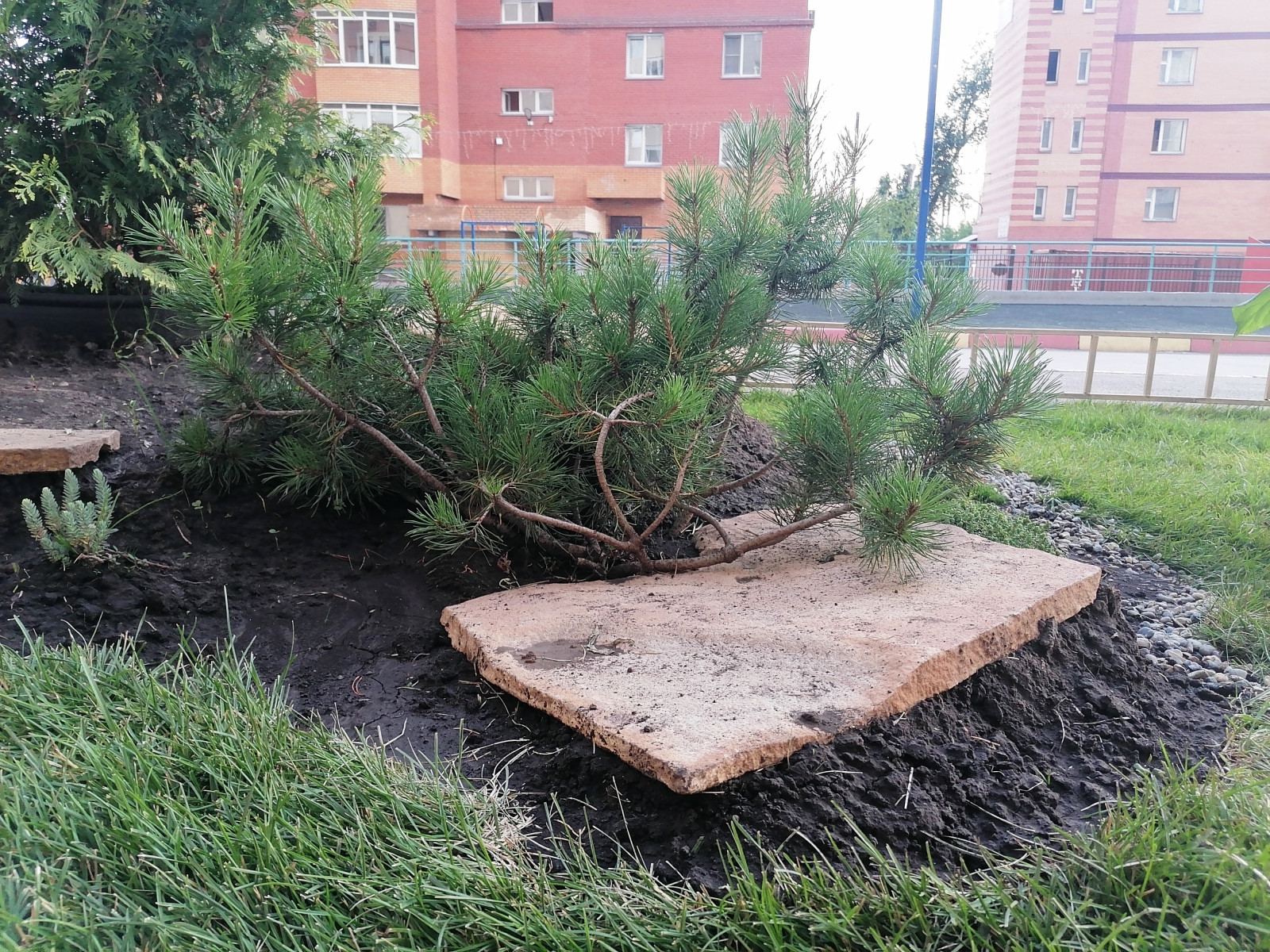 Озеленение территории двора, Центральный район