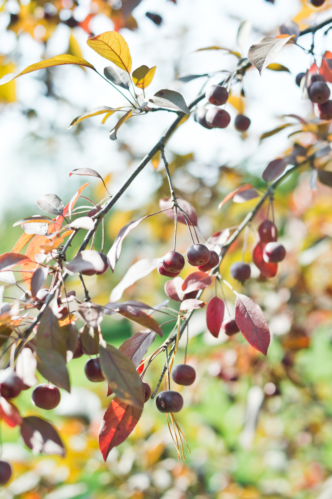 Современный сад на Успенском шоссе