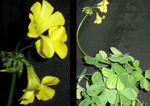 Weed With Yellow Flowers And Clover Like Petals