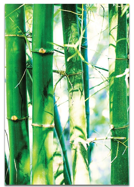 Nature Photography Wall Art Bamboo Heights Bamboo Decor On Metal Plexi Asian Metal Wall Art By Modern Crowd Houzz