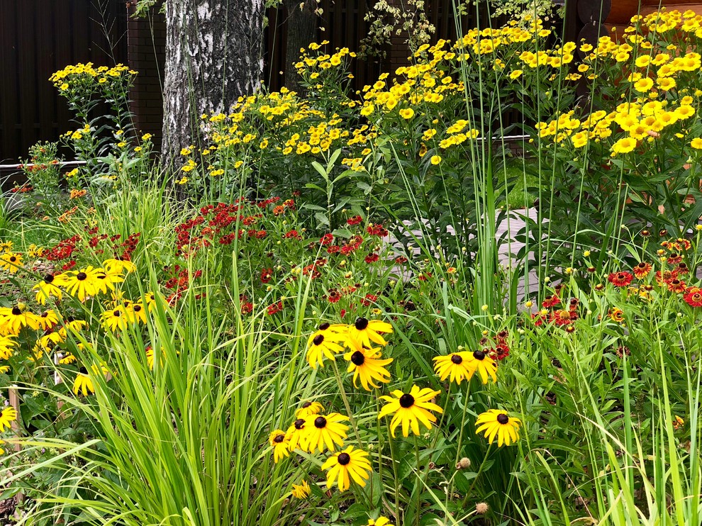 Гелениумы, рудбекии, молния. Август 2018