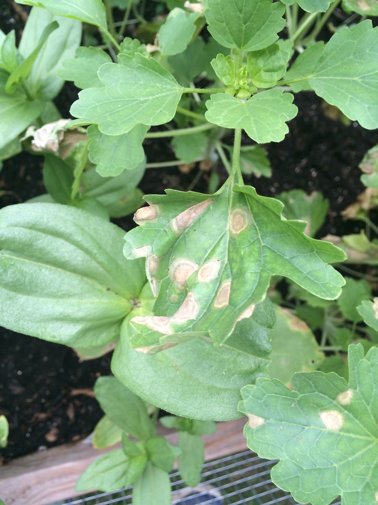 Spots on Bells of Ireland