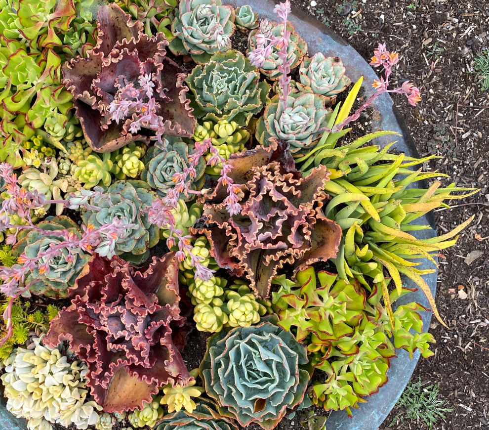 Succulent pots & walls