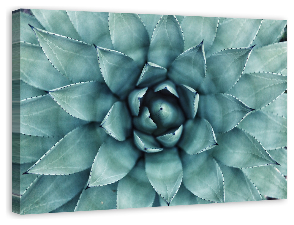 Agave 3 Canvas Wall Art Contemporary Prints And Posters By Designs Direct