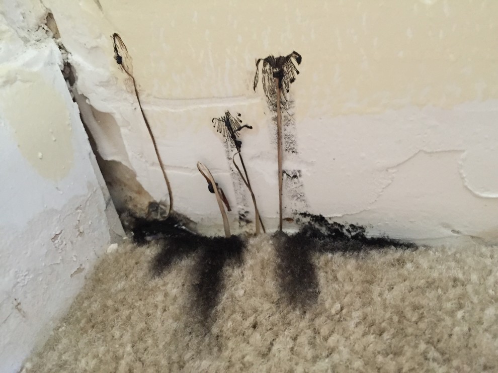 Black dustlike mold with tendrils growing