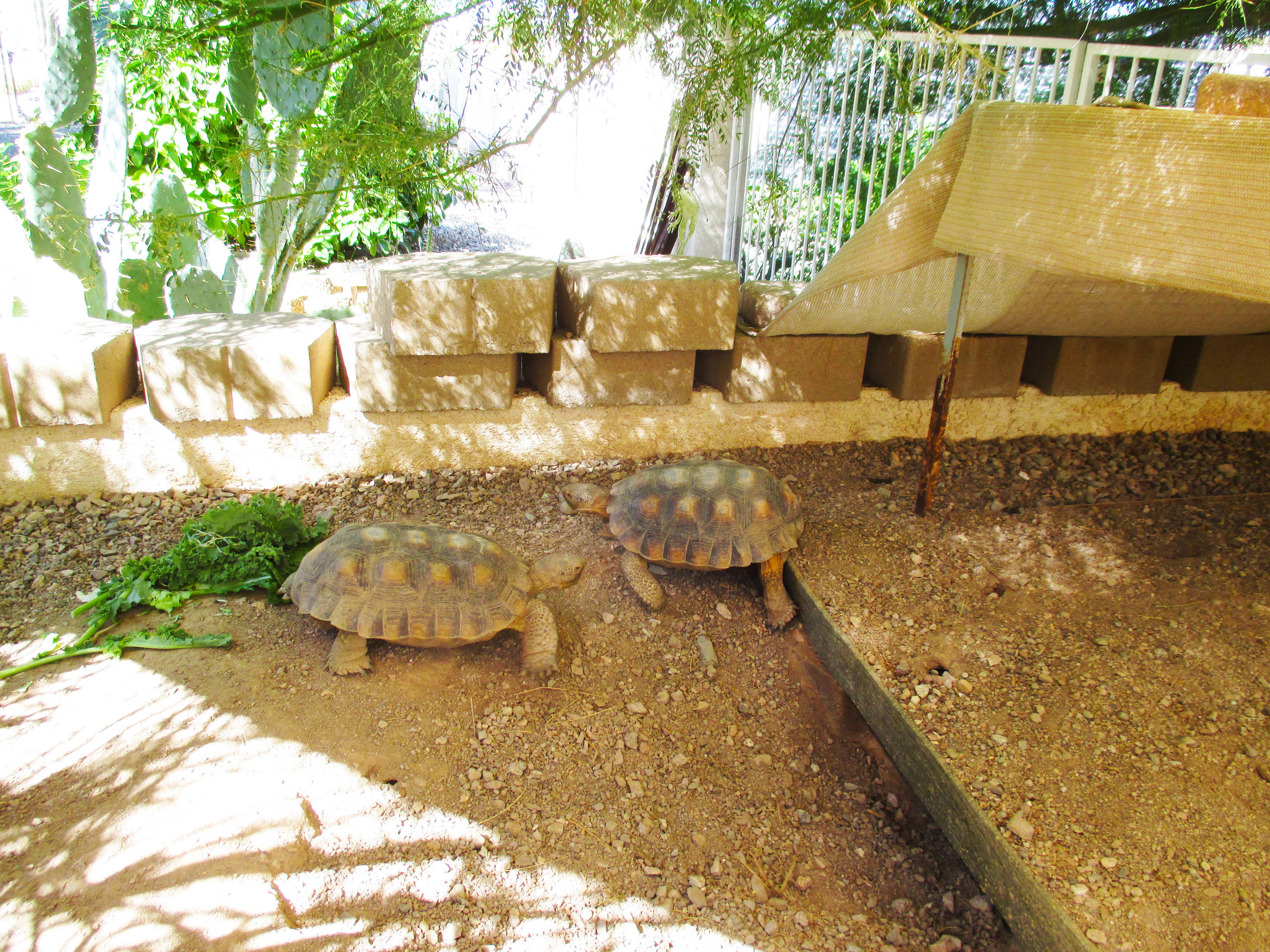 Pet's Place: Tortoises Take to Yard Life in Arizona, image size:2560x1920
