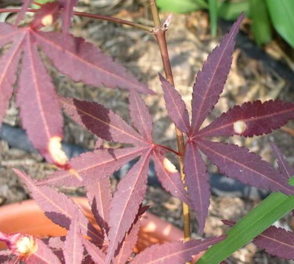 red maple leaf disease
