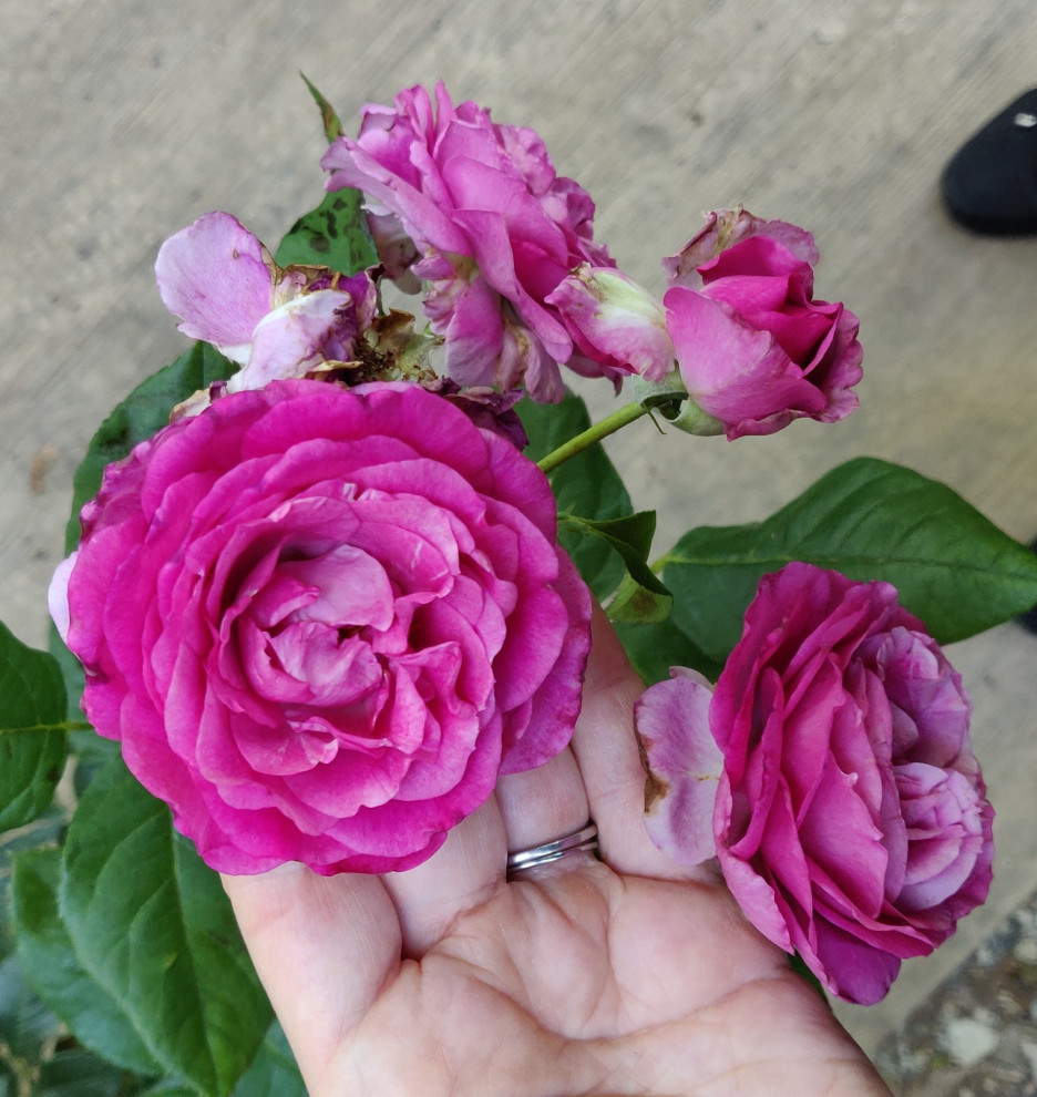 Anyone have any experience with "Perfume Factory" rose?